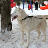 C Новым годом!