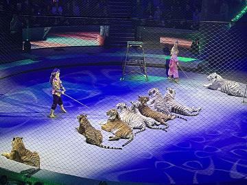 Новогодняя поездка в цирк — праздник для детей и взрослых!