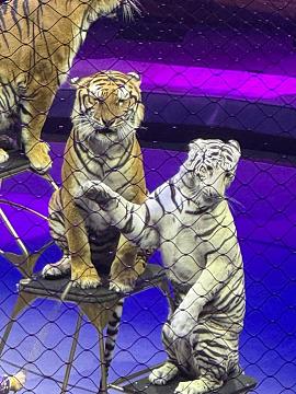 Новогодняя поездка в цирк — праздник для детей и взрослых!