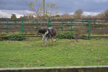 Экскурсия в зверосовхоз