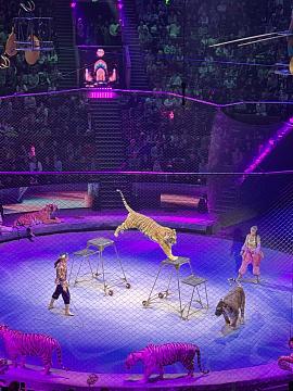 Новогодняя поездка в цирк — праздник для детей и взрослых!