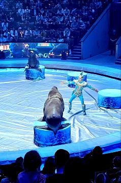 Новогодняя поездка в цирк — праздник для детей и взрослых!