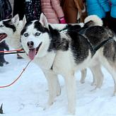 C Новым годом!