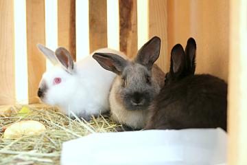 Благотворительная ярмарка 