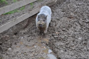 Экскурсия в зверосовхоз