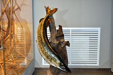 Приокско-Террасный заповедник