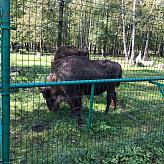 Приокско-Террасный биосферный заповедник
