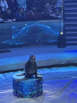 Новогодняя поездка в цирк — праздник для детей и взрослых!