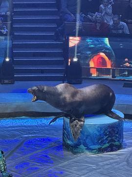 Новогодняя поездка в цирк — праздник для детей и взрослых!