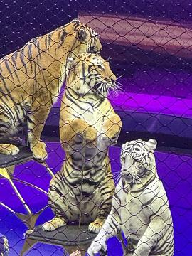 Новогодняя поездка в цирк — праздник для детей и взрослых!